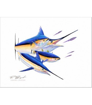 "Calcutta" Blue Marlin-White Marlin-Tuna